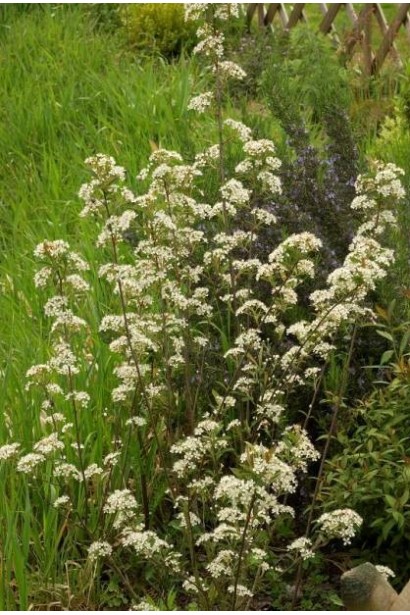 Аронія Брілліант для садового  декору